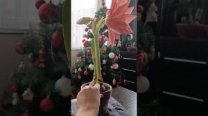 Вредители! Кто ест мой гиппеаструм (амариллис)?