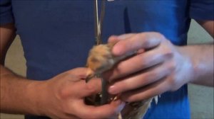 Расклев у кур, цыплят. Отличный способ от расклева