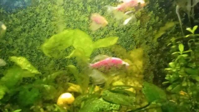 как почистить стекло от зелени в аквариуме смотреть онлайн