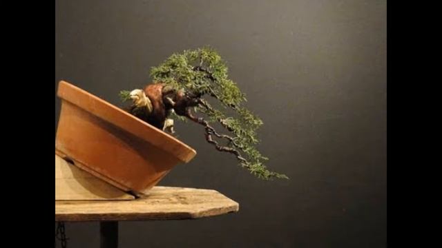 Juniperus chinensis смотреть онлайн