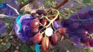 Обзор сорта винограда Мария 7 сентября 2020. Виноградник Щереденкова В. А