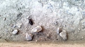 Шелковистый корнеед (апрель 2024)