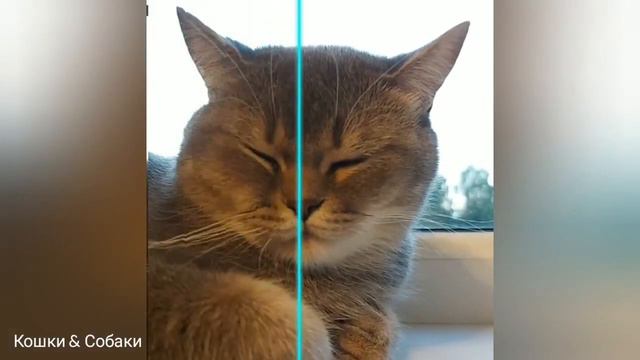 😻 ПРИКОЛЫ С КОШКАМИ | Смешные Коты И Котята! | Самые Милые И Прикольные! | Часть-17 смотреть онлайн