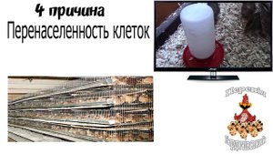 ПОЧЕМУ НЕ НЕСУТСЯ ПЕРЕПЕЛА