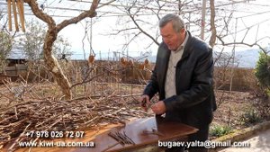 Заготовка черенков киви и их хранение