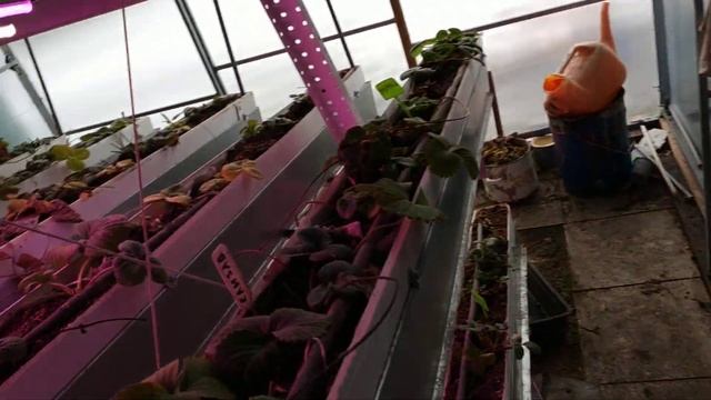 Одеяло для теплицы. Плюсы и минусы. смотреть онлайн