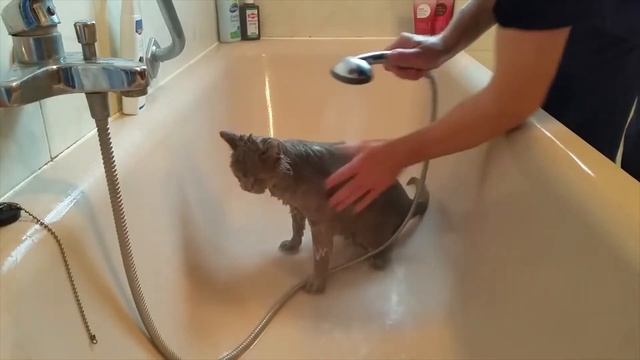 Как правильно купать кошку смотреть онлайн