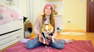 ЗИМНЯЯ ОДЕЖДА ДЛЯ ЩЕНКА