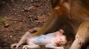 God help.! Rainbow c-ries for Luna to help comfort her after mother Libby does not her drink milk