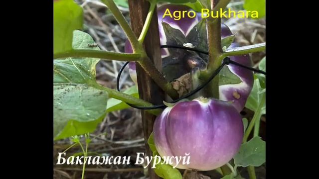 Баклажан. Буржуй F1. Baqlajon. смотреть онлайн
