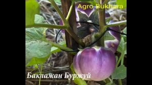 Баклажан. Буржуй F1. Baqlajon.