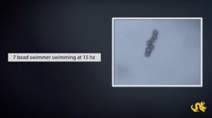 Микроскопические плавающие роботы управляются магнитным полем