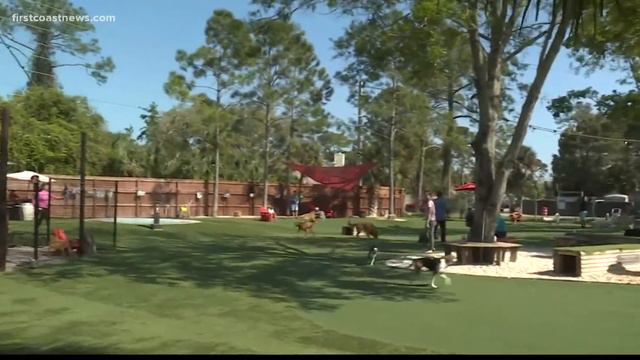 Former Jaguars kicker Josh Lambo wants to pay half your dog adoption fee смотреть онлайн