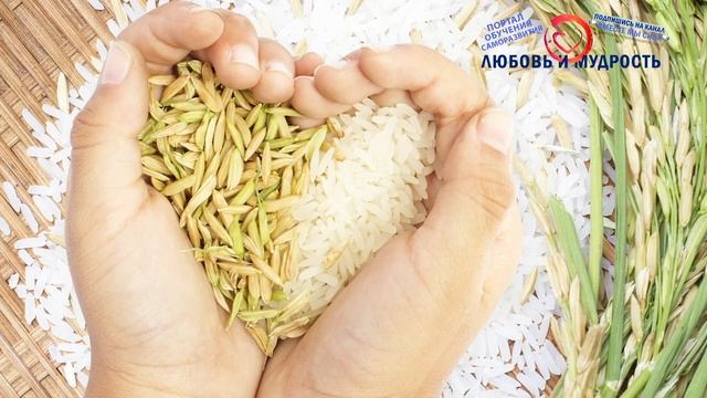 Нешлифованный серый рис: Вся польза, вред и отличия от белого. Как правильно варить бурый рис