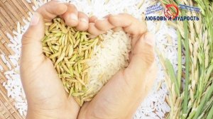 Нешлифованный серый рис: Вся польза, вред и отличия от белого. Как правильно варить бурый рис