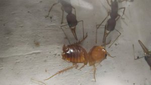 Harpegnathos Saltator и их СЕКРЕТЫ! Муравьи из ИНДИИ!