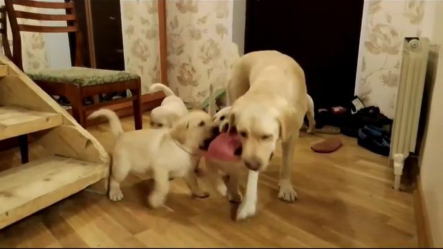 Щеночки лабрадора 2 месяца смотреть онлайн