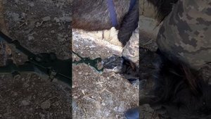 Подстригаем лошади копыта