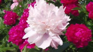 Пион Распберри Сандей Paeonia Raspberry Sundae #пион #омск #дача #garden #flower #summer