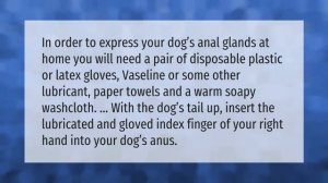 Can I express my dogs glands myself?