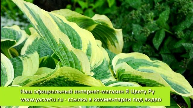 ?  Топ 10 Хост  ?  САМЫЕ Красивые Хосты Мира ??