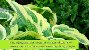?  Топ 10 Хост  ?  САМЫЕ Красивые Хосты Мира ??