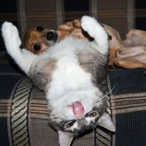 Супер Смешные моменты, когда Люди и животные терпят неудачу в Еженедельном сборнике 2021 года.