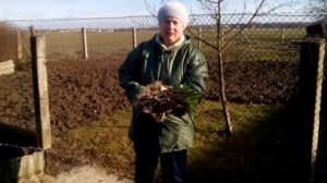 Лук-чеснок. Рокамболь (лук Суворова). Посадка