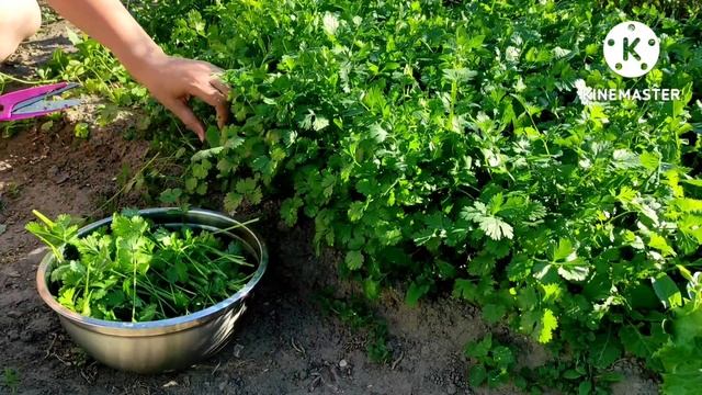 Сразу 3 супер способа заготовки КИНЗЫ на зиму