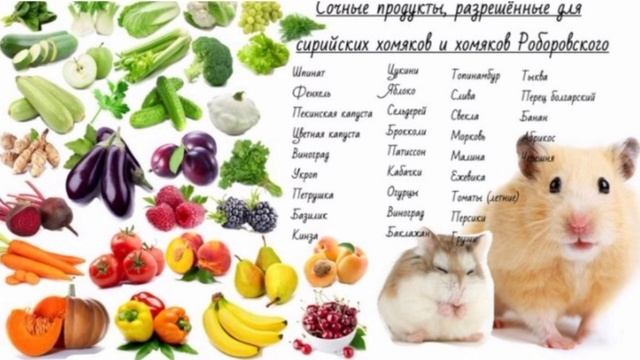 ЧТО ЕДЯТ ВСЕ ВИДЫ ХОМЯКА?/ ЧТО МОЖНО ХОМЯКАМ, А ЧТО НЕЛЬЗЯ??????