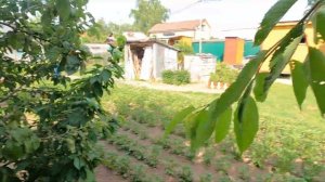 Черешня в Московской области - сладкая реальность. Собираю урожай