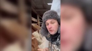 Обзор и полезные советы фермера по откорму бычков с добавлением премиксов РОКСВИТ #Аскор #Роксвит