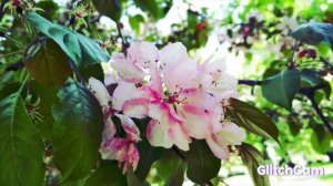 APPLE TREES, BLOOM,trees flowers  яблони ,цветы и яблоки