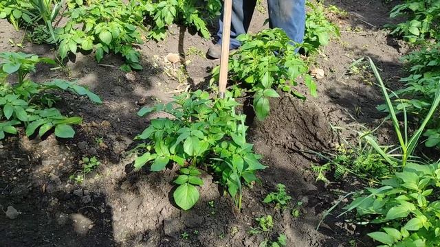 Сколько раз окучивать картофель? Как окучивание влияет на урожай.