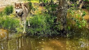 История тронула до слез ,собака нашла то ,что повергло многих в шоковое состояние