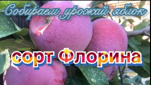Флорина/Сорт яблони/Собираем урожай/2021/