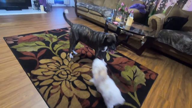 🐩😀🐩TIK TOK DOGS. США.ДАВАЙ УЧИТЬСЯ ДРУЖИТЬ.USA.I WANT TO BE FRIENDS. смотреть онлайн