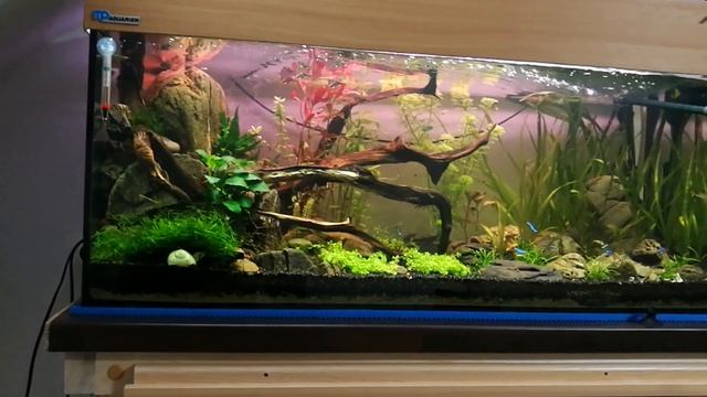 Видео 37: Акваскейп- из 50 Л. в аквариум 160 литров. Коряги, камни. Рыбки. Природный.Тумба. Фон. смотреть онлайн
