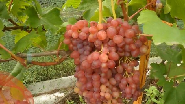 Обзор сортов и г ф  2021 год часть 1 смотреть онлайн