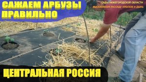 Посадка арбузов.Как посадить арбузы в грядки под укрытие