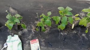 ПЕРВАЯ ПОДКОРМКА И ОБРАБОТКА ПЕРЦА ПОСЛЕ ВЫСАДКИ В ГРУНТ.