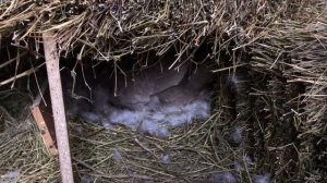 Мускусные утки сели на яйца / Как подложить яйца ? Как выбрать яйца для Утки ? Сколько дней сидит ?