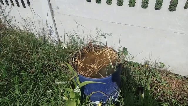 Бесплатное ЭКО-удобрение без химии для орехов. смотреть онлайн