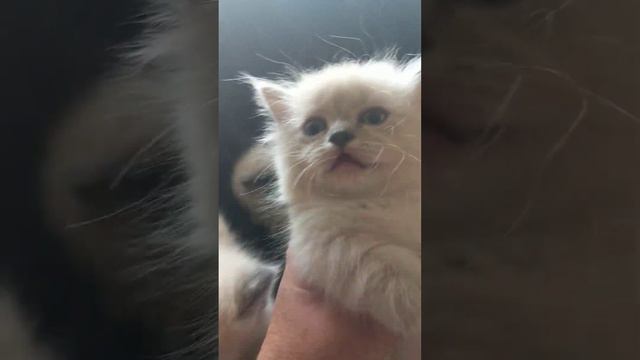 standard napoleon munchkins смотреть онлайн