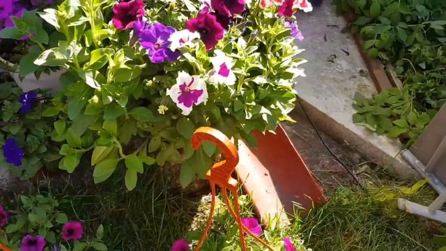 А ПАЛКИ СТАЛИ РОЗОЙ👍💮 ОБЗОР МОИХ ЦВЕТОВ. смотреть онлайн