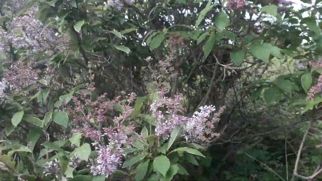 Сирень венгерская. Небольшой обзор. Май. Сибирь смотреть онлайн