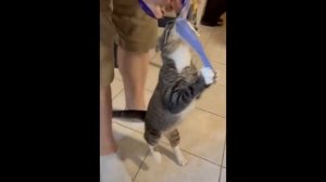 Приколы с котами! Самые Смешные Животные! СМЕШНЫЕ коты и собаки (С ОЗВУЧКОЙ)