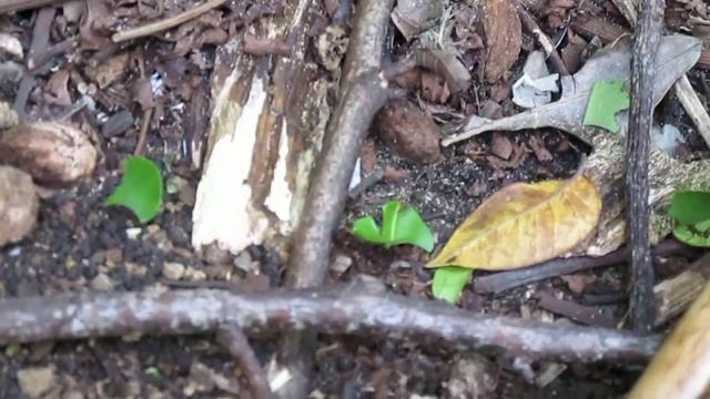 Leafcutter ants at Red Frog смотреть онлайн