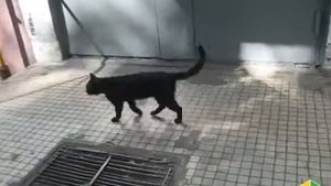 Говорят не повезет если черный кот дорогу перейдет