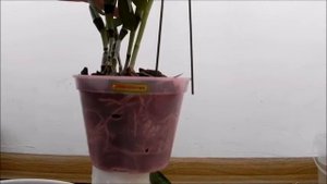 Орхидея Дендробиум (Dendrobium). Пересадка после покупки.